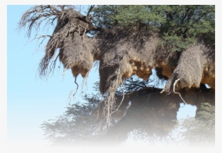 Source - Http - //www - Wilkinsonsworld - Com/tag/biggest #6360025