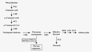 Flavonoid Biosynthetic Pathways In Arabidopsis Thaliana - Diagram #6363542