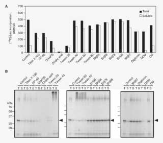 Effects Of Detergents On Solubility And Production - Cell-free System #6363599