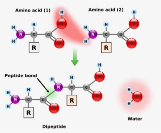 This Free Icons Png Design Of Peptide Bond Formation #6370183