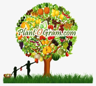 Carambola/star Fruit Tree - Plant O Gram #6374589