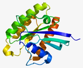 Tuberin Hamartin Complex #6381955