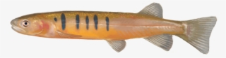 Using Edna To Detect This Species - Bony-fish #6382320