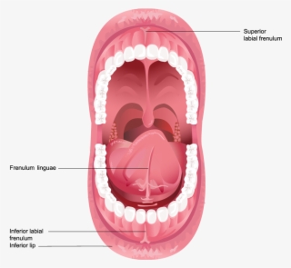 Illustration Of Frenulum In The Mouth - Dental Anatomy (speedy Study Guide) #6382766