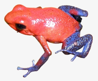 Poison Dart Frog Clipart Transparent Background - Strawberry Poison Dart Frog Png #6384049