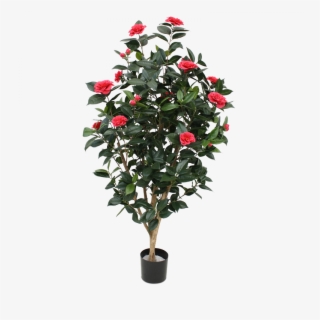 Go To Image - Camellia #6385562