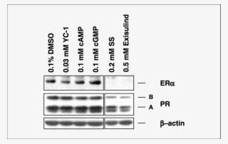 Pkg Activators Do Not Inhibit Expression Of Era, Pr - Number #6388111