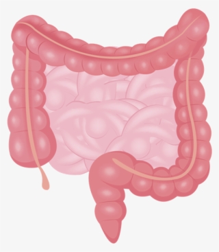 Intestine - Body Intestines #6391461