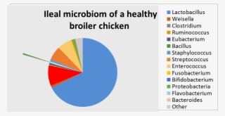 When Introducing It As A Feed Additive, This Balance - Health And Wellness #6391561