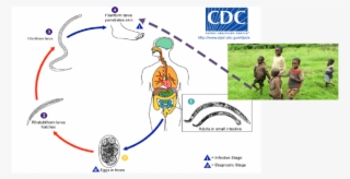 Life Cycle Of Intestinal Parasites - Life Cycle Of Filaria #6392321
