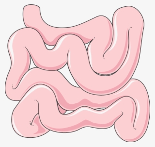 Intestine #6392420
