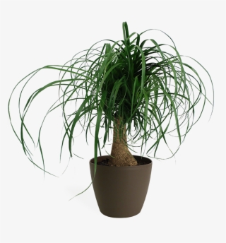 Ponytail Palm - Ponytail Palm In White Pot #6393536