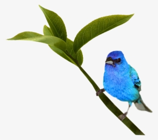 Bird #6397950