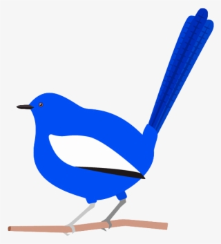 Splendid Fairywren #6398215