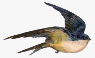 Fairy Bird Png Photo - Vintage Birds Public Domain #6398723