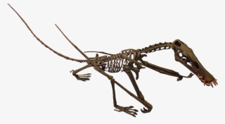 Dorygnathus Banthensis Ground Posture - Dorygnathus #6399048