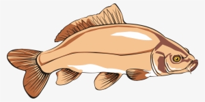 Common Carp Catfish Carp Fishing Free Commercial Clipart - Carp Clipart #640188