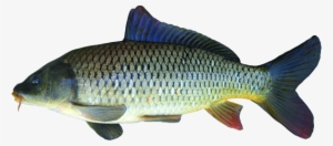 Common Carp - Маленький Сазан #640265