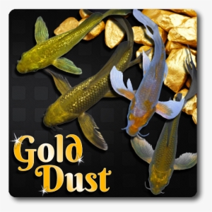 Gold Dust Butterfly Koi Free Shipping #640362