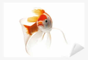 Goldfish #640609