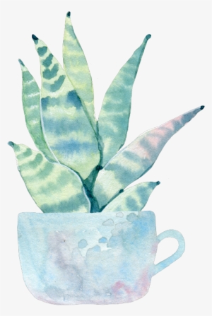 Simply Echeveria Cactus In Pastel Cactus Green #642468