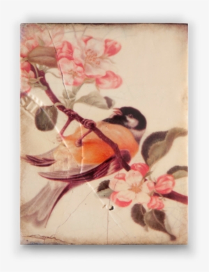 Spring 2010 - Porcellana - Sid Dickens #642596