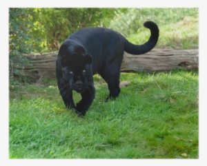 Black Jaguar Stalking #643937