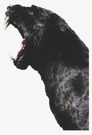 Monday Dopeness On Sneakhype Tap The Link For An Awesome - Black Panther Animal Profile #644819