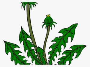 Weed Joint Cliparts Free Download Clip Art - Dandelion Clip Art #644875