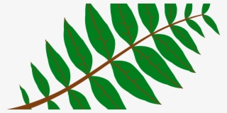 Pinnation Leaf Drawing Computer Icons - Leaf Clip Art #645299