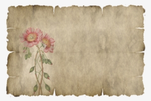 Parchment, Paper, Leaves, Flower, Old - Png Parchemnt #645934