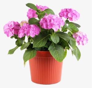 Feel Good About Visiting The Same Nursery Where The - Flower In Pot Png #646031