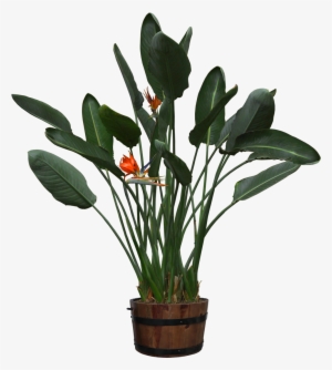 Visit - Cut Out Pot Plants #646082