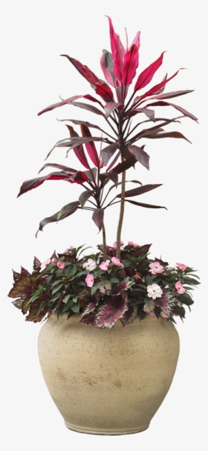 Indoor Plants Png - Plant Png #646086