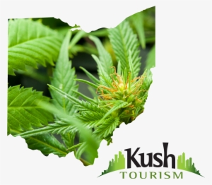Ohio Joint Travel Regulations Images Ohio Marijuana - Cannabis #646108