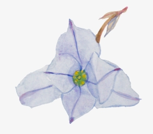 Purple Hand Painted Small Flower Watercolor Transparent - Watercolor Painting #646110