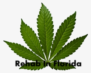 Rehab For Marijuana Abuse - Cannabis Leaf #646133