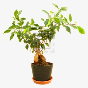 Cutout People - Flowerpot #646135