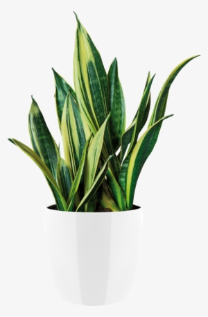 Home > Collection > Brussels Diamond Round - Elho Pure Round 40 White #646332