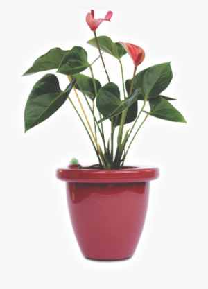 Previous - Next - Potted Plants Transparent #646691