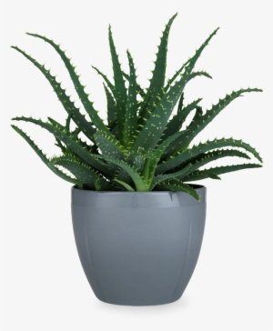 Potted Plant Png - Rosendahl - Grand Cru Cachepot Grey 14 Cm #646857