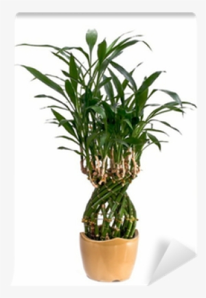 Bamboo #647188