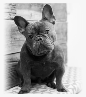 Contact Us - French Bulldog #647730