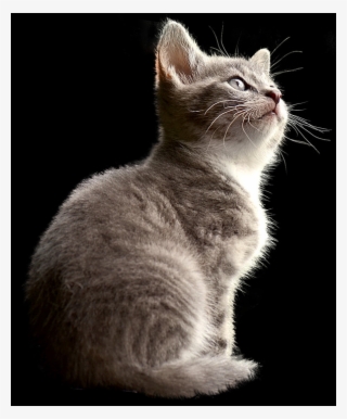 Fun Facts Abouts Animals #6401052