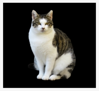 Png Images - Cat #6401731 Png Images - Cat #6401731
