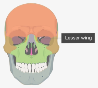 Greater Wing Is The Larger Of Two Wing-like Lateral - Frontal Process #6402482