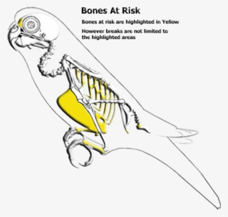 Weak Areas - Parakeet Bones #6402768