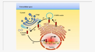 Er Membrane Located Proteins Are Transported To The - Golgi Apparatus #6405804