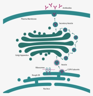 Secretion - Signal Peptide Secretion Pathway #6405997