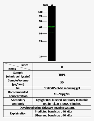 Catalog - 100447-t32 - Number #6406040
